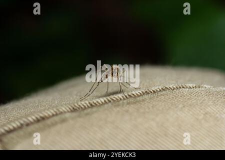 Nahaufnahme Aedes aegypti oder Hausmücke. Stockfoto