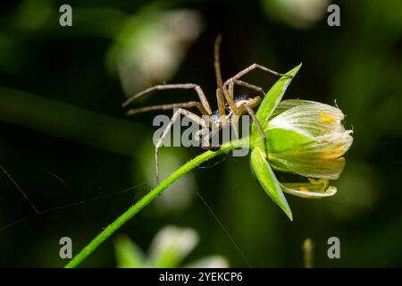 Erwachsene weibliche Wolfsspinne aus der Familie Lycosidae jagte ein rotes Insektenfresser. Stockfoto