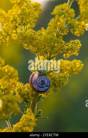 Heideschnecke Helicella itala gebänderte Form, eine Art mittelgroßer, luftatmender Landschnecke, eine terrestrische Lungenschnecke in der Familie Stockfoto