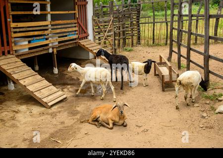 Kleine Ziegen- und Schafzucht auf dem Land von Paraíba, Brasilien. Stockfoto