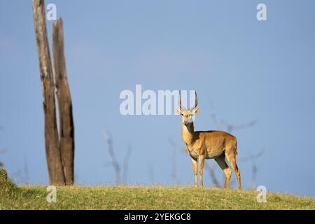 Puku Antilope (Kobus vardonii) Porträt eines wilden Tieres auf einem Hügel. Vorderansicht, große Geweihe und Ganzkörper. Kafue Nationalpark, Sambia Stockfoto