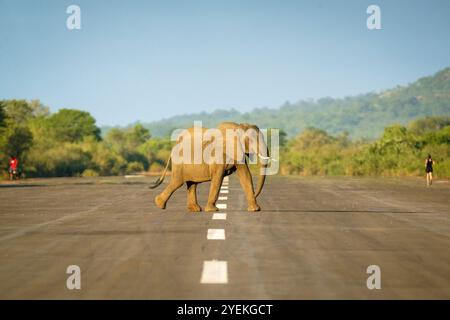 Elefanten überqueren die Teerlandestelle. Sambische Landschaft mit Tieren und Royal Airstrip. Loxodonta africana. Lower Sambezi National Park, Sambia Stockfoto