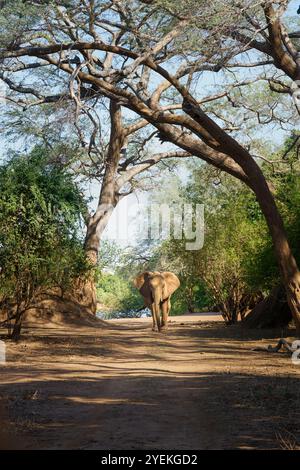 Elefant, seit männlichem Tier, geht durch einen Bogen von großen hohen Bäumen im afrikanischen Busch in Richtung Kamera. Lower Sambezi National Park, Sambia, Afrika Stockfoto