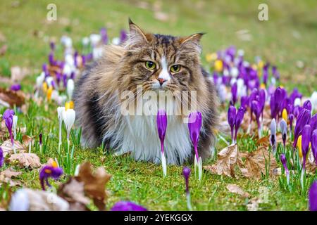 Eine Katze, die in einem Blumenbeet voller violetter und weißer Krokusse auf Frühlingsgras sitzt. Stockfoto