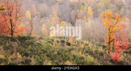 Großer Panoramablick auf ein lebhaftes Herbstlaub in einer ruhigen Waldlichtung von Perthshire mit einer reichen Mischung aus Herbstfarben in Schottland, Stockfoto