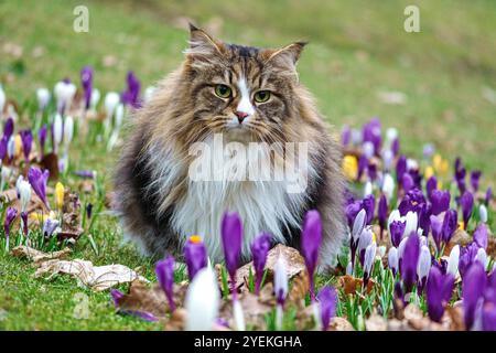 Eine Katze, die in einem Blumenbeet voller violetter und weißer Krokusse auf Frühlingsgras sitzt. Stockfoto