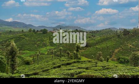 Wunderschöner Teegarten im Valparai, Tamil Nadu, Indien. Stockfoto