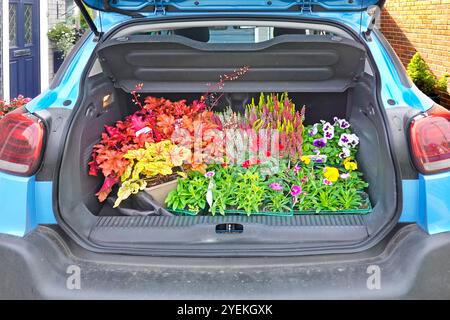 Eine erfolgreiche Autofahrt zu einem Garden Centre hat eine geöffnete Heckklappe, in der farbenfrohe Winterblühpflanzen zum Entladen in Essex England, Großbritannien, sichtbar gemacht werden Stockfoto