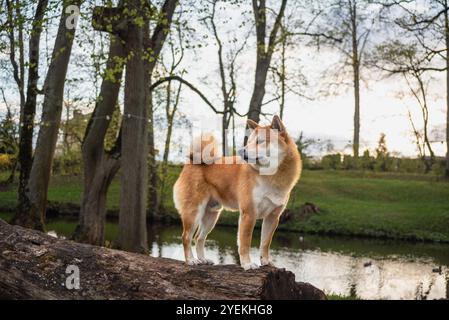 Ein roter Shiba Inu Hund steht auf einem umgestürzten Baum im alten Park im Frühling Stockfoto