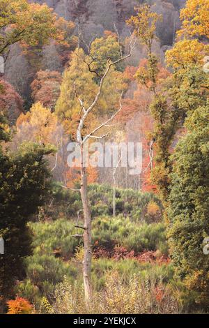 Ein markanter toter Baum steht inmitten von lebhaftem Herbstlaub und bildet einen wunderschönen Kontrast in den Wäldern von Perthshire, Schottland. Stockfoto
