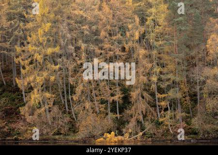 Goldene herbstliche europäische Lärche (larix decidua) in einem friedlichen schottischen Wald in Perthshire, die die heitere Schönheit der Herbstfarben inmitten von einfangen Stockfoto