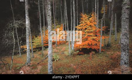 Goldenes Herbstlaub leuchtet inmitten hoher Baumstämme in einem ruhigen und eindringlichen schottischen Wald und schafft eine unheimliche und doch ruhige Atmosphäre in den Fores Stockfoto