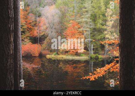 Ein lebendiger Herbstbaum spiegelt sich auf dem stillen Wasser von Loch Dunmore im Faskally Forest und schafft eine ruhige und malerische Landschaft inmitten Schottlands Seasona Stockfoto