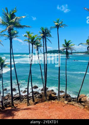 Hohe Palmen vor dem blauen Meer Stockfoto