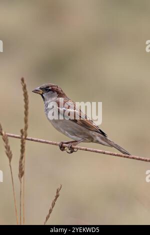 House Sparrow (Passer domesticus) männlich isst Grassamen auf Drahtzaun Norfolk im Oktober 2024 Stockfoto