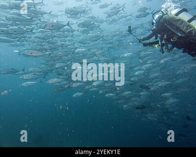Ein Taucher in einer großen Schule von Big Eye Trevally, Jackfish oder Caranx sexfasciatus, außerhalb von Puerto Galera, Philippinen Stockfoto