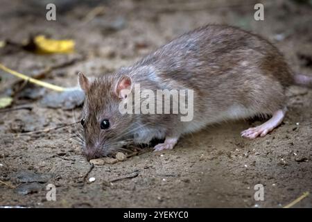 Braune Ratte im wilden Garten Stockfoto