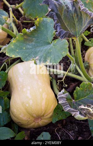 Butternusskürbis, Hunter, wächst auf der Weinrebe Stockfoto