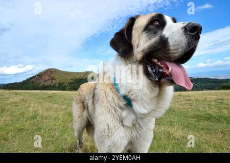 Ein wunderschöner spanischer Mastiff-Hund in einer wunderschönen Landschaft mit vulkanischen Bergen Stockfoto