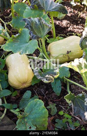 Butternusskürbis, Hunter, wächst auf der Weinrebe Stockfoto