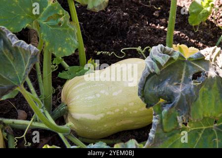 Butternusskürbis, Hunter, wächst auf der Weinrebe Stockfoto