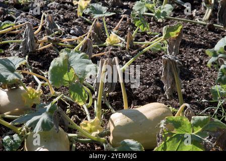 Butternusskürbis, Hunter, wächst auf der Weinrebe Stockfoto