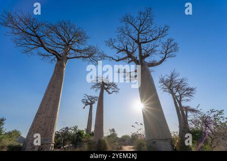 Die Sonne scheint durch die Äste majestätischer Baobab-Bäume und schafft eine atemberaubende Silhouette vor dem blauen Himmel. Während der goldenen Stunde in festgehalten Stockfoto