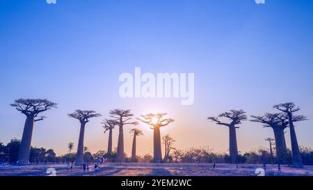 Morondava, Madagaskar - 26. August 2024: Touristen und Einheimische treffen sich, um Fotos zu machen oder um die Baobab-Bäume auf der Avenue of the Baobabs zu spielen Stockfoto