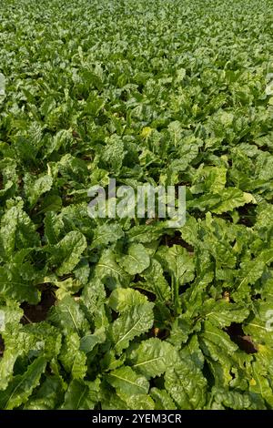 Grüne Zuckerrüben, eine große Menge Zuckerrüben auf dem Feld während der Reifezeit Stockfoto