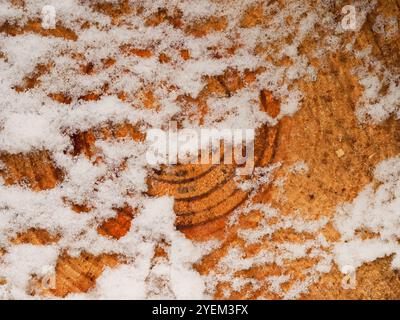 Nahaufnahme von frisch geschnittenen Kiefernstämmen im Schnee mit Kornmuster und Wachstumsringen Stockfoto