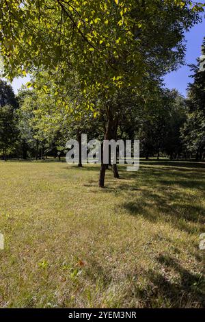 Im Park wachsen Bäume verschiedener Art, im Sommer verschiedene Laubbäume in einem Mischpark Stockfoto