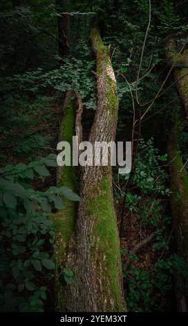 Nahaufnahme eines moosbedeckten Baumstamms in einem Wald, der vor einem dunklen Hintergrund steht und natürliche Texturen und Erdtöne betont Stockfoto
