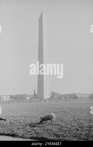 Yippee-Demonstration. Washington DC., USA. 16. Januar 1969 die Youth International Party (YIP), deren Mitglieder allgemein Yippies genannt wurden, war ein amerikanischer jugendorientierter radikaler und konterkultureller revolutionärer Ableger der Redefreiheit und Antikriegsbewegungen der späten 1960er Jahre Stockfoto