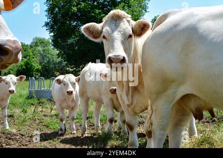 Eine Herde Charolais-Kuh mit kleinen Kälbern, auf einer grünen Weide auf dem Land. Stockfoto