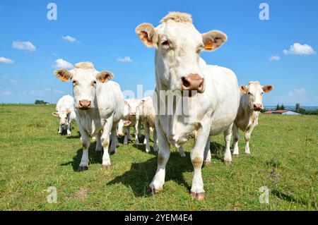 Eine Herde Charolais-Kuh mit kleinen Kälbern, auf einer grünen Weide auf dem Land. Stockfoto