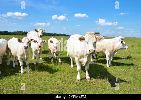 Eine Herde Charolais-Kuh mit kleinen Kälbern, auf einer grünen Weide auf dem Land. Stockfoto