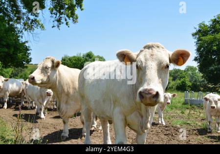 Eine Herde Charolais-Kuh mit kleinen Kälbern, auf einer grünen Weide auf dem Land. Stockfoto