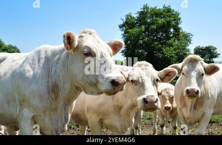 Eine Herde Charolais-Kuh mit kleinen Kälbern, auf einer grünen Weide auf dem Land. Stockfoto