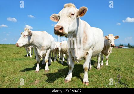 Eine Herde Charolais-Kuh mit kleinen Kälbern, auf einer grünen Weide auf dem Land. Stockfoto