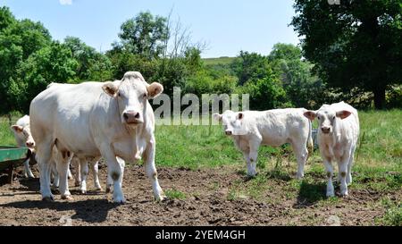 Eine Mutterkuh Charolais brütet, mit ihrem Kalb auf einem Feld auf dem Land. Stockfoto