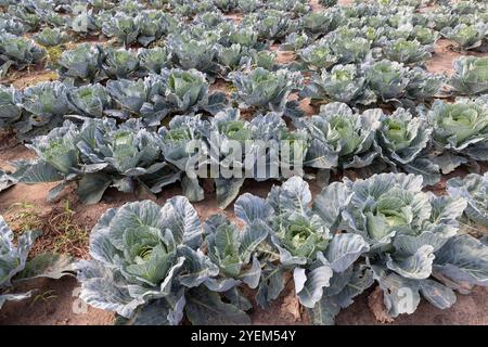 Kohl auf dem Feld, eine große Anzahl von Kohlköpfen auf dem Feld während der Reifezeit Stockfoto