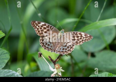 Silber-gewaschene Fritillär-weibliche Form valesina - Argynnis paphia Stockfoto