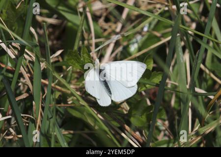 Kleiner weißer Schmetterling männlich - Pieris rapae Stockfoto