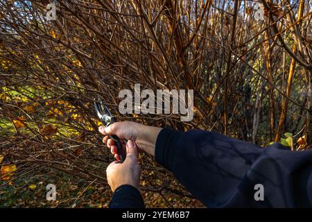 Pflege von Sträuchern und Bäumen vor dem Winter, Schneiden von Zweigen mit einer Schere im Garten Stockfoto