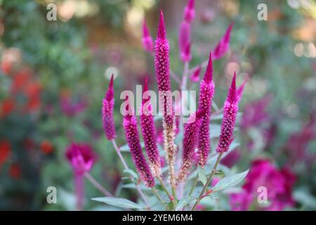 Rote Cockscomb-Wollblumen-Celosia cristata im Garten der Alhambra in der spanischen Stadt Granada, Andalusien, Spanien Stockfoto