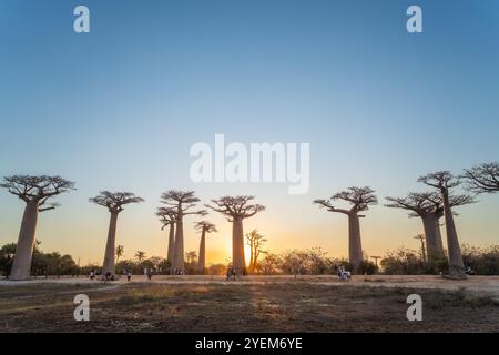 Morondava, Madagaskar - 26. August 2024: Touristen und Einheimische treffen sich, um Fotos zu machen oder um die Baobab-Bäume auf der Avenue of the Baobabs zu spielen Stockfoto