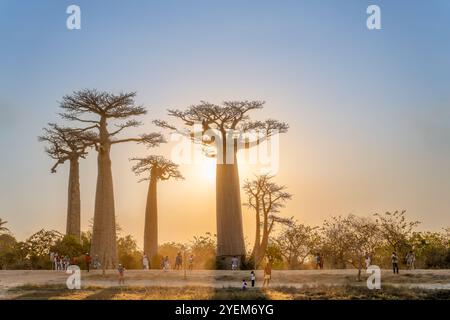 Morondava, Madagaskar - 26. August 2024: Touristen und Einheimische treffen sich, um Fotos zu machen oder um die Baobab-Bäume auf der Avenue of the Baobabs zu spielen Stockfoto