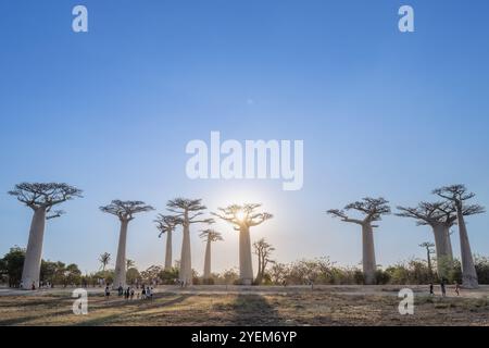 Morondava, Madagaskar - 26. August 2024: Touristen und Einheimische treffen sich, um Fotos zu machen oder um die Baobab-Bäume auf der Avenue of the Baobabs zu spielen Stockfoto