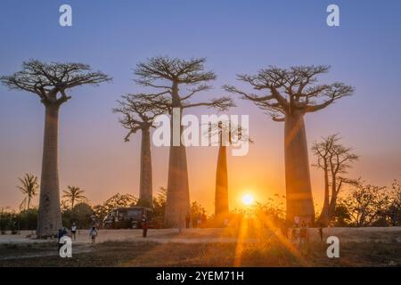 Morondava, Madagaskar - 26. August 2024: Touristen und Einheimische treffen sich, um Fotos zu machen oder um die Baobab-Bäume auf der Avenue of the Baobabs zu spielen Stockfoto