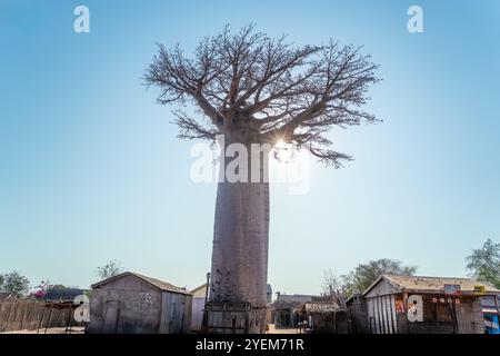Morondava, Madagaskar – 26. August 2024: Ein hoch aufragender Baobab-Baum steht hoch vor einem klaren blauen Himmel, dessen Äste von Sonnenlicht durchstrahlt werden. Loca Stockfoto